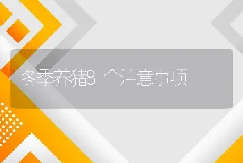 冬季养猪8个注意事项