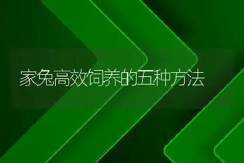 家兔高效饲养的五种方法