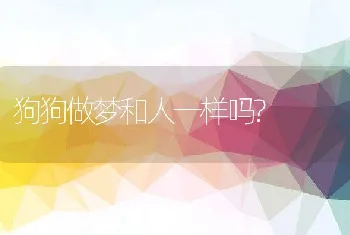 狗狗做梦和人一样吗?