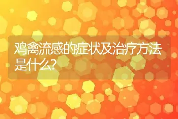 鸡禽流感的症状及治疗方法是什么?