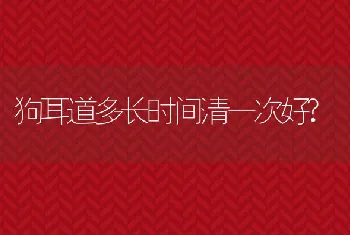 狗耳道多长时间清一次好?