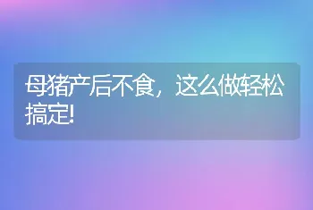 母猪产后不食，这么做轻松搞定!