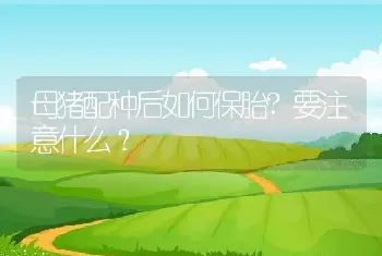 母猪配种后如何保胎?要注意什么？