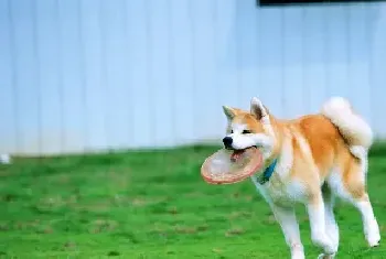 怎样训练秋田犬坐下别动的方法