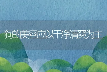 狗的美容应以干净清爽为主