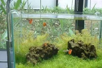 水族箱内培养细菌的方法