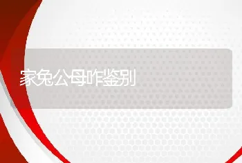 家兔公母咋鉴别