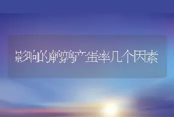 影响的鹌鹑产蛋率几个因素