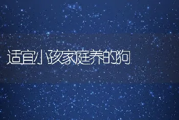 适宜小孩家庭养的狗