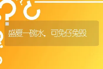 盛夏一碗水，可免仔兔毁