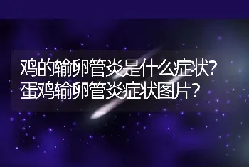 鸡的输卵管炎是什么症状？蛋鸡输卵管炎症状图片？