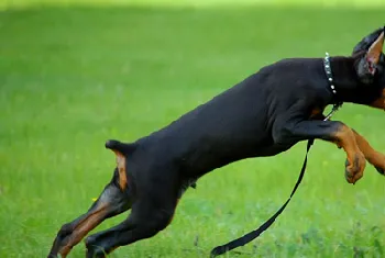 狗狗什么时候断尾比较好,什么犬种需要断尾呢