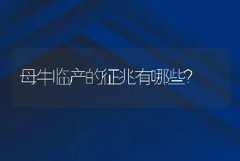 母牛临产的征兆有哪些？