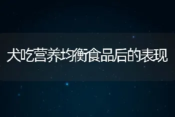 犬吃营养均衡食品后的表现