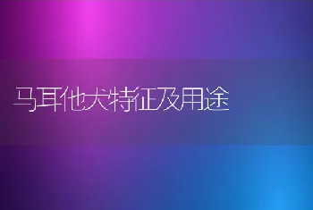 马耳他犬特征及用途