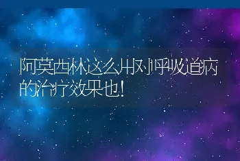 阿莫西林这么用对呼吸道病的治疗效果也！