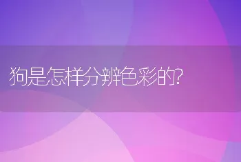 狗是怎样分辨色彩的?