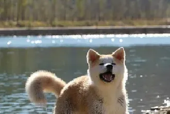 训练秋田犬看家和礼貌习法