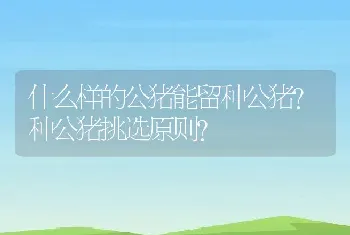 什么样的公猪能留种公猪？种公猪挑选原则？