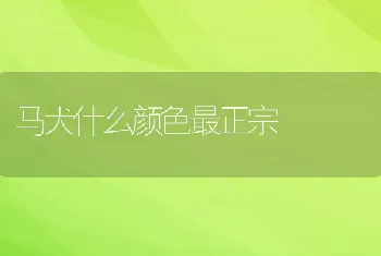 马犬什么颜色最正宗