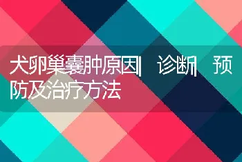 犬卵巢囊肿原因|诊断|预防及治疗方法