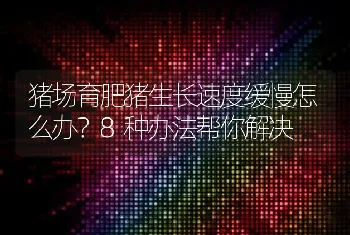 猪场育肥猪生长速度缓慢怎么办？8种办法帮你解决