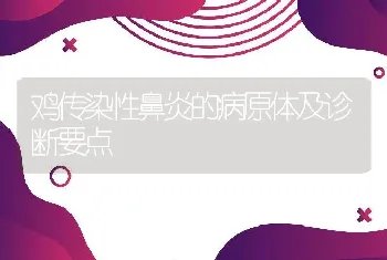 鸡传染性鼻炎的病原体及诊断要点