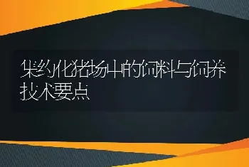 集约化猪场中的饲料与饲养技术要点