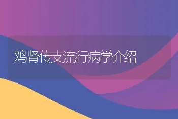 鸡肾传支流行病学介绍