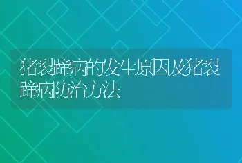 猪裂蹄病的发生原因及猪裂蹄病防治方法