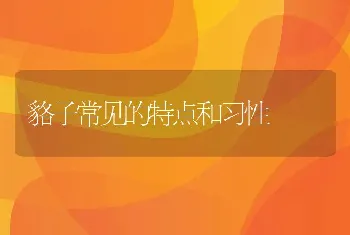 貉子常见的特点和习性