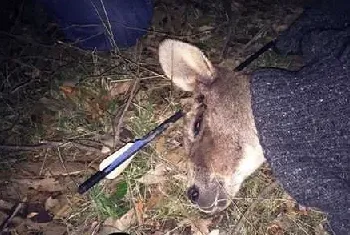 袋鼠头部被箭射穿野外生存九天被发现