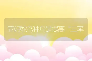 管好鸵鸟种鸟是提高“三率