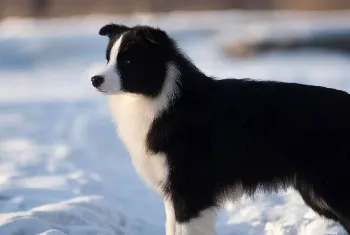 树立在边境牧羊犬面前的人物