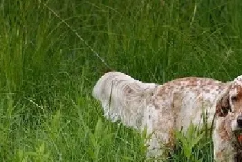 英国雪达蹲猎犬的外形特征及饲养方法