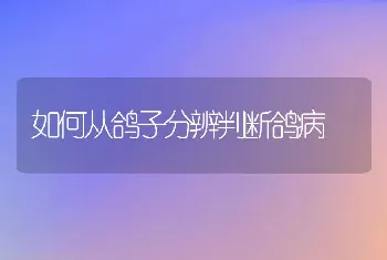 如何从鸽子分辨判断鸽病