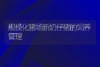 规模化猪场断奶仔猪的饲养管理