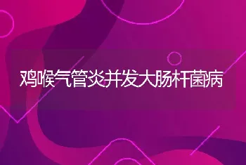 鸡喉气管炎并发大肠杆菌病