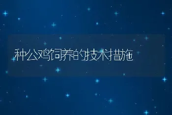 种公鸡饲养的技术措施