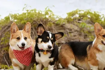 柯基幼犬如何饲养，柯基呦犬饲养方法