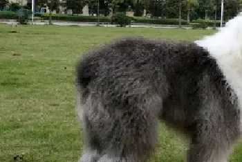 古牧犬价格贵吗,好不好养