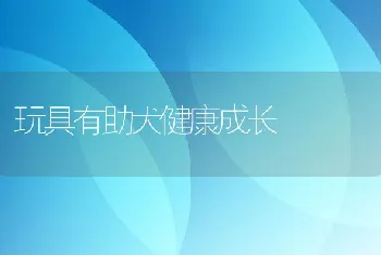 玩具有助犬健康成长