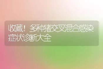 收藏！多种猪交叉混合感染症状诊断大全