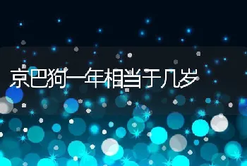 京巴狗一年相当于几岁