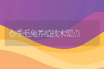 春季毛兔养殖技术要点