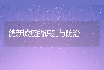 鸽新城疫的识别与防治