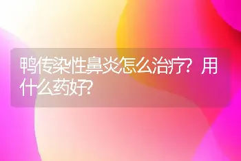 鸭传染性鼻炎怎么治疗?用什么药好?