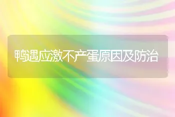 鸭遇应激不产蛋原因及防治