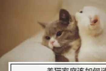 养猫用什么消毒液最好? 适合养猫家用的消毒液推荐!