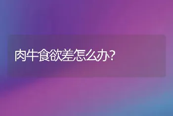 肉牛食欲差怎么办？